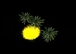 Forum image