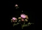 Forum image